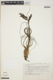 Tillandsia butzii image