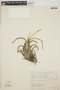 Tillandsia caput-medusae image