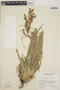 Tillandsia chlorophylla image