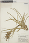 Tillandsia chlorophylla image