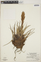 Tillandsia cryptopoda image