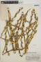Tillandsia dasyliriifolia image