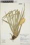 Tillandsia cyanea Linden ex K. Koch, Ecuador, R. B. Foster 13481, F
