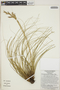 Tillandsia festucoides image