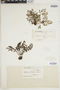 The Pteridological Collections Consortium: An integrative approach to pteridophyte diversity over the last 420 million years - funded by the National Science Foundation (Award No. 1802352)