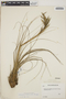 Tillandsia festucoides image