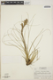 Tillandsia festucoides image