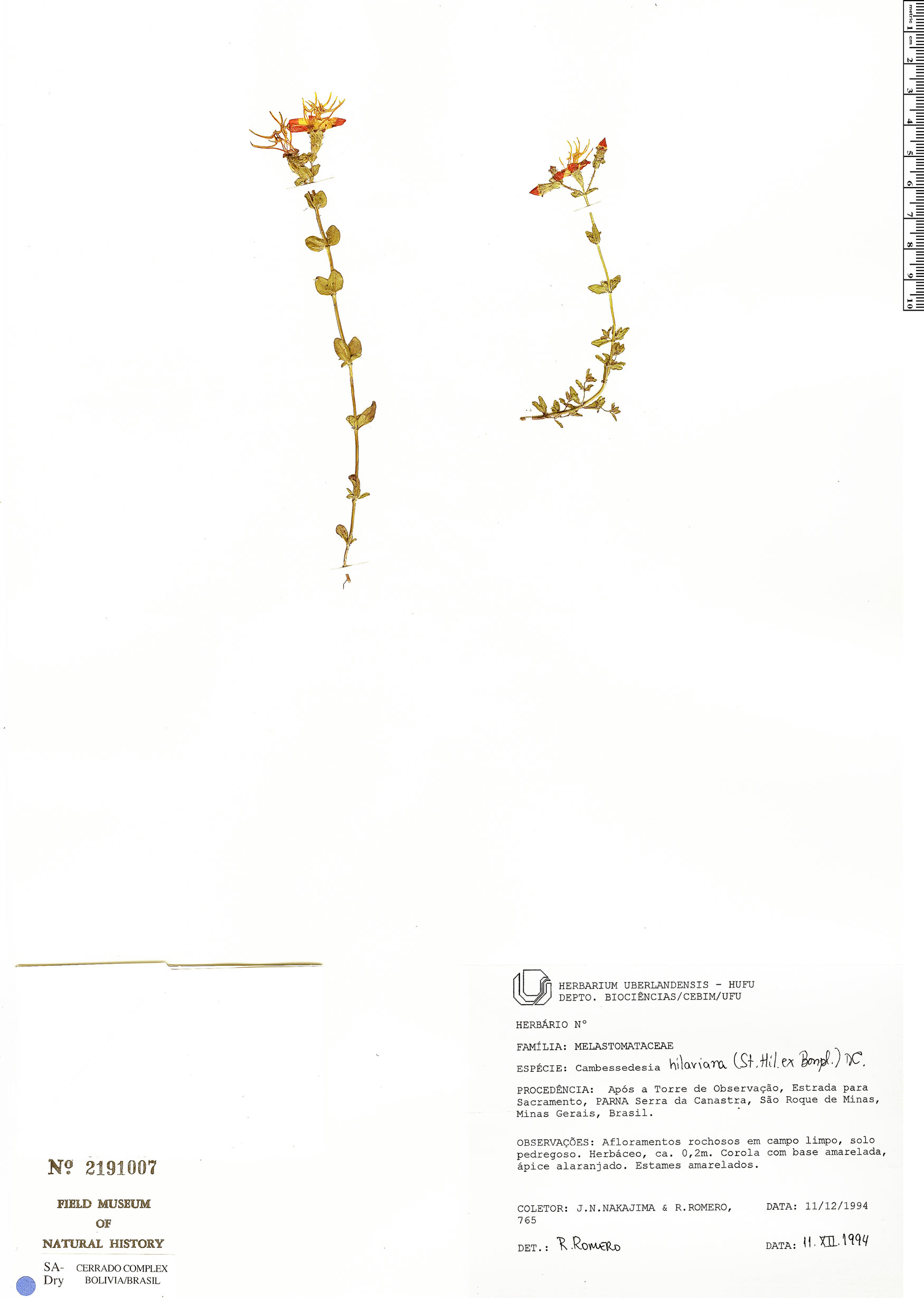 Cambessedesia hilariana Rapid Reference The Field Museum