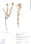 Echinocoryne schwenkiifolia (Mart.) H. Rob., Brazil, J. Nakajima 1132, F