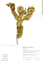 Dasyphyllum sprengelianum (Gardner) Cabrera, Brazil, J. Nakajima 1771, F