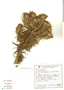 Lychnophora ericoides Mart., Brazil, N. M. Castro 310, F