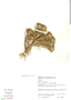 Lychnophora ericoides Mart., Brazil, J. Nakajima 1380, F