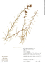 Lessingianthus linearis (Spreng.) H. Rob., Brazil, J. Nakajima 975, F
