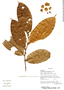Pseudolmedia macrophylla, Bolivia, T. J. Killeen 4515, F