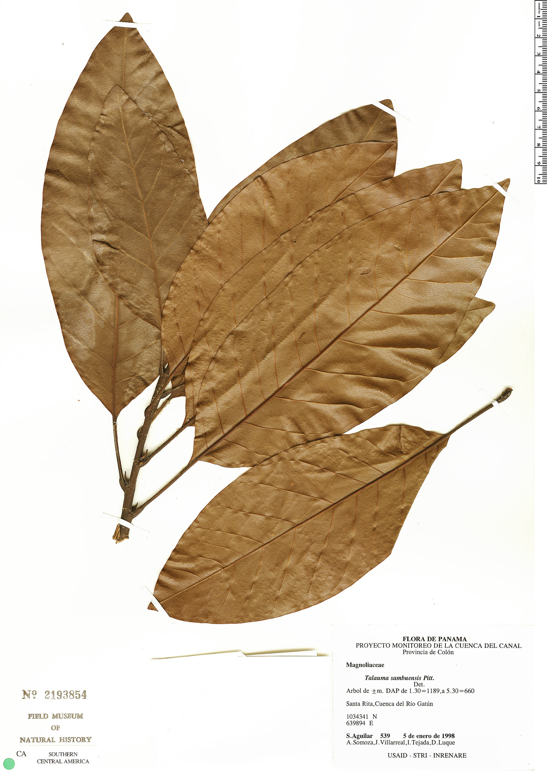 Magnolia sambuensis image