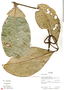 Hippocrateaceae, Ecuador, R. J. Burnham 1712, F