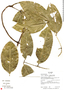 Cuervea kappleriana (Miq.) A. C. Sm., Ecuador, R. J. Burnham 1867, F