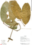 Cheiloclinium cognatum (Miers) A. C. Sm., Ecuador, R. J. Burnham 1772, F