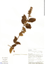 Salvia tortuosa Kunth, Ecuador, A. Alvarez 1075, F