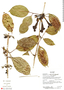 Macfadyena uncata (Andrews) Sprague & Sandwith, Ecuador, R. J. Burnham 1739, F