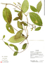 Prestonia quinquangularis (Jacq.) Spreng., Ecuador, R. J. Burnham 1822, F