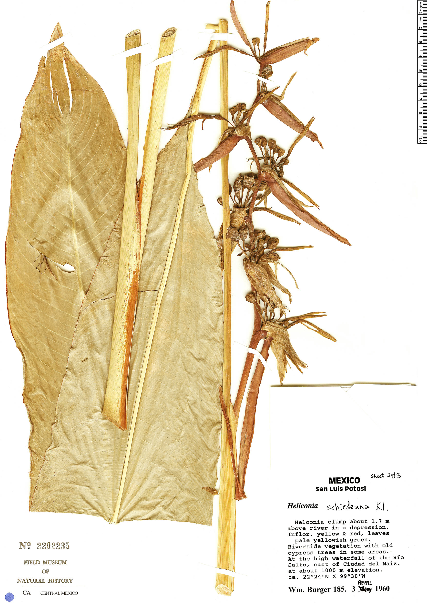 Heliconia schiedeana image