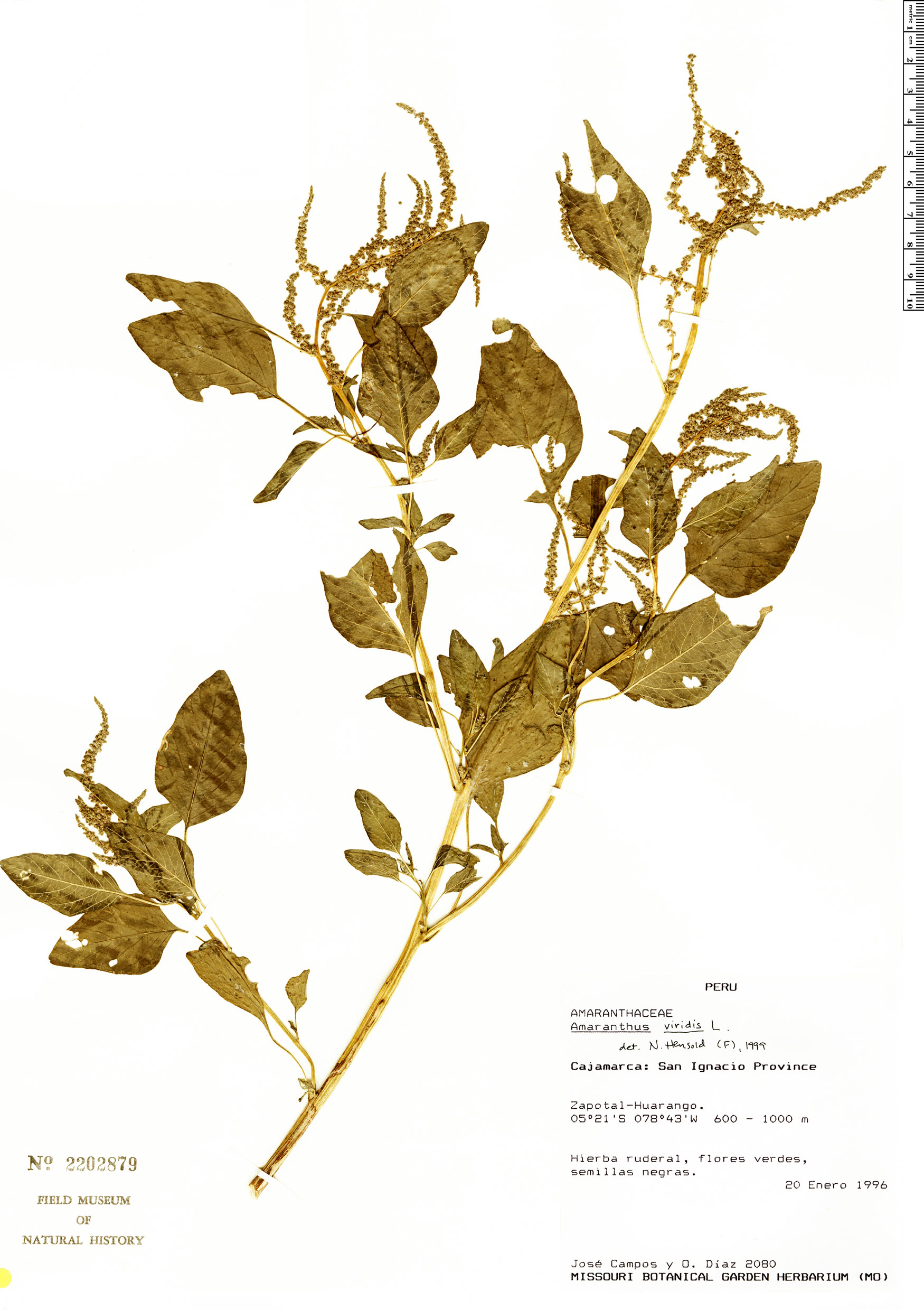 Amaranthus viridis | Rapid Reference | The Field Museum