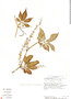 Image of Cyclanthera multifoliola