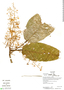 Sterculia frondosa Rich., Ecuador, K. Romoleroux 3296, F