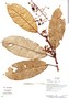 Pleurothyrium bifidum Nees, Ecuador, K. Romoleroux 3302, F