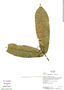 Ixora acuminatissima Müll. Arg., Ecuador, K. Romoleroux 3314, F