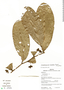 Cremastosperma leiophyllum R. E. Fr., Bolivia, N. Paniagua Z. 2119, F