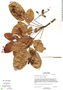 Metopium brownei (Jacq.) Urb., Belize, S. Brewer 479, F