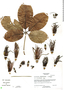 Pseudobombax ellipticoideum A. Robyns, Belize, S. Brewer 569, F