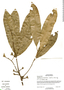 Aspidosperma spruceanum Benth. ex Müll. Arg., Belize, S. Brewer 821, F