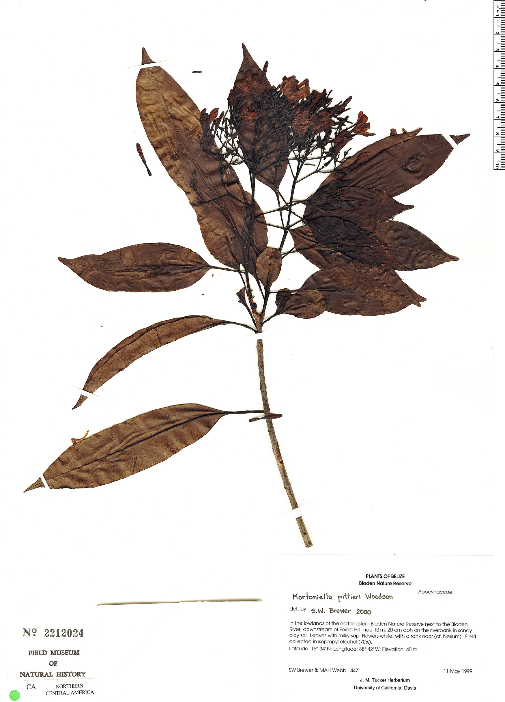 Mortoniella pittieri image