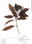 Mortoniella pittieri Woodson, Belize, S. Brewer 447, F
