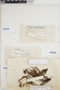 The Pteridological Collections Consortium: An integrative approach to pteridophyte diversity over the last 420 million years - funded by the National Science Foundation (Award No. 1802352)