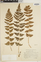 The Pteridological Collections Consortium: An integrative approach to pteridophyte diversity over the last 420 million years - funded by the National Science Foundation (Award No. 1802352)
