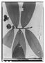 Field Museum photo negatives collection; Paris specimen of Annona uniflora Dunal, BRAZIL, A. Saint-Hilaire, Type [status unknown], P