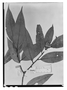 Field Museum photo negatives collection; Paris specimen of Xylopia lanceolata R. E. Fr., BRAZIL, A. F. M. Glaziou 4747, P