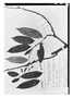 Field Museum photo negatives collection; Paris specimen of Xylopia pulcherrima Sandwith, GUYANA, N. Y. Sandwith 456, Type [status unknown], P