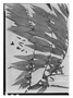 Field Museum photo negatives collection; Paris specimen of Xylopia sericea A. St.-Hil., BRAZIL, A. Saint-Hilaire, Type [status unknown], P