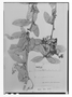 Field Museum photo negatives collection; Paris specimen of Berberis commutata Eichler, BOLIVIA, H. A. Weddell 3775, Type [status unknown], P