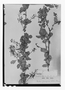 Field Museum photo negatives collection; Paris specimen of Berberis ferruginea Lechl., BOLIVIA, H. A. Weddell 3736, Isotype, P