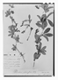 Field Museum photo negatives collection; Paris specimen of Berberis glaucescens A. St.-Hil., URUGUAY, A. Saint-Hilaire, Type [status unknown], P