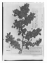 Field Museum photo negatives collection; Paris specimen of Berberis inermis Pers., Chile, P. Commerson, Holotype, P