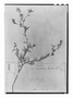 Field Museum photo negatives collection; Paris specimen of Lepidium bipinnatifolium Desv., PERU, A. N. Desvaux, Type [status unknown], P