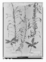Field Museum photo negatives collection; Paris specimen of Cleome chilensis DC., PERU, J. Dombey, Type [status unknown], P