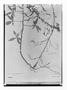 Field Museum photo negatives collection; Paris specimen of Cleome chilensis var. pubescens DC., PERU, J. Dombey, Type [status unknown], P